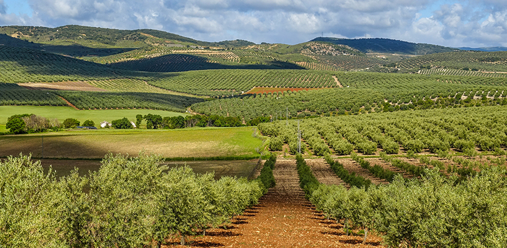 Tasacion de finca rustica